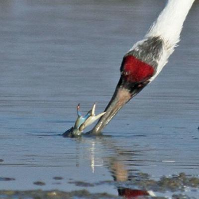 a bird standing next to a body of water