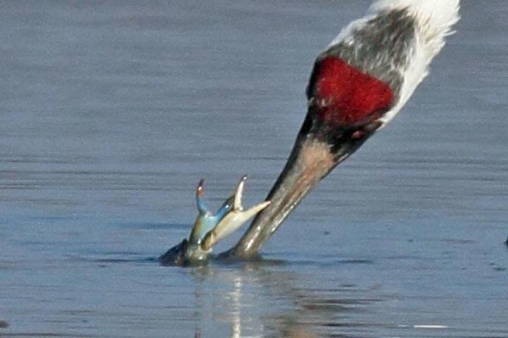 a bird standing next to a body of water